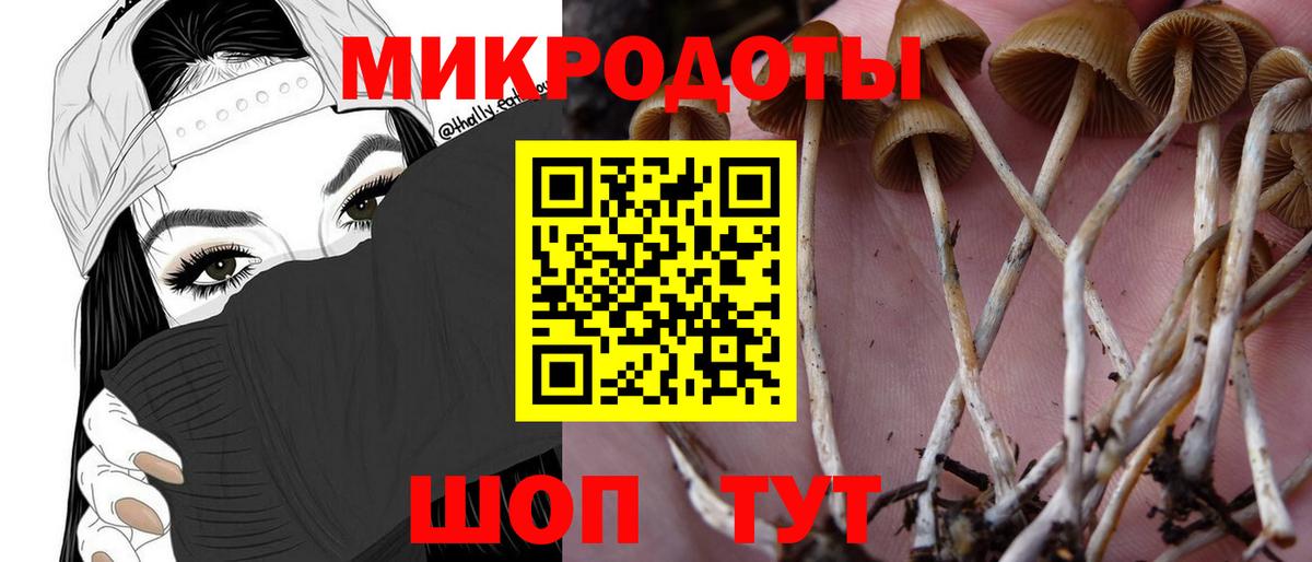 Псилоцибиновые грибы Cubensis Прокопьевск